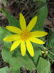 Arnica spp.